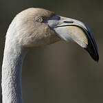 Flamant rose