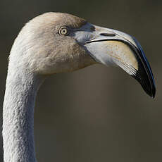 Greater Flamingo