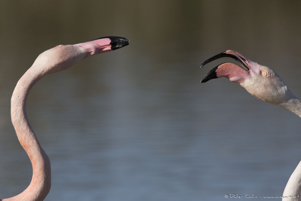 Flamant rose, parade, Comportement