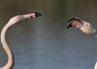 Flamant rose