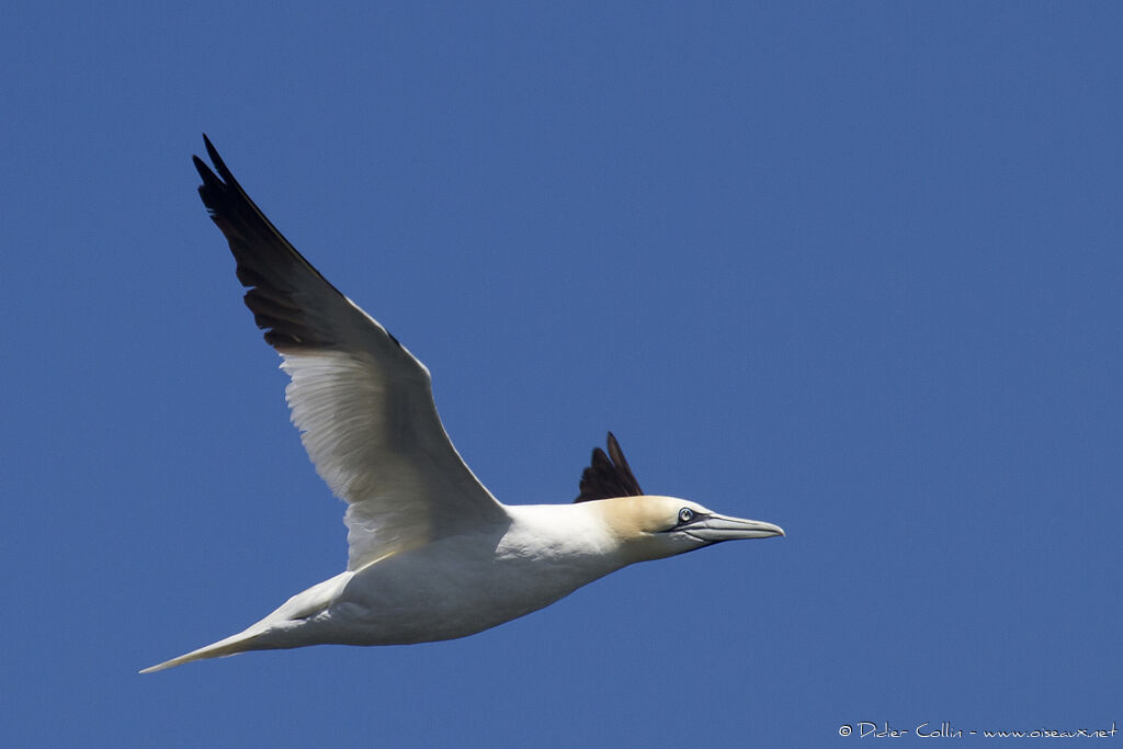 Northern Gannetadult, Flight