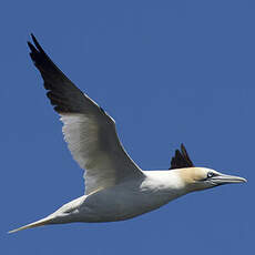 Northern Gannet