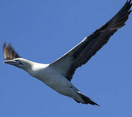 Northern Gannet