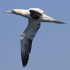 Northern Gannet