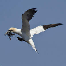 Northern Gannet