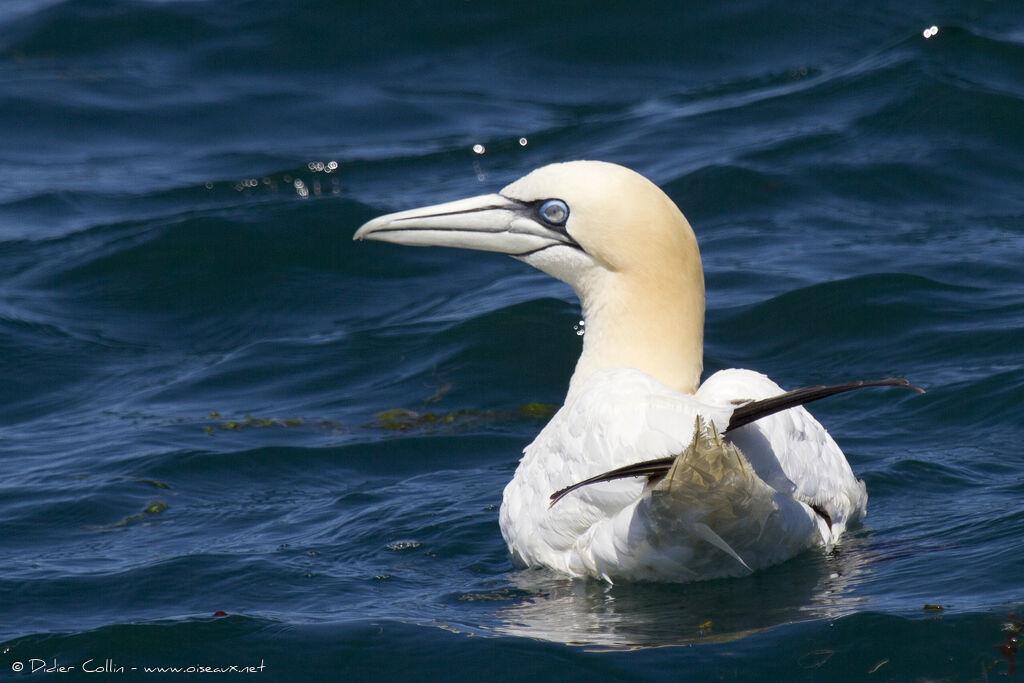 Northern Gannetadult