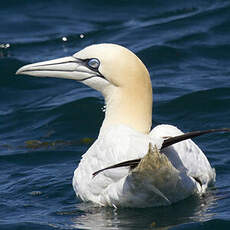 Northern Gannet