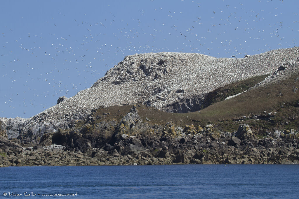 Northern Gannet, Behaviour