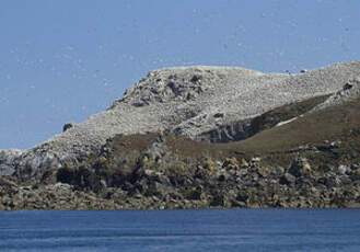 Northern Gannet