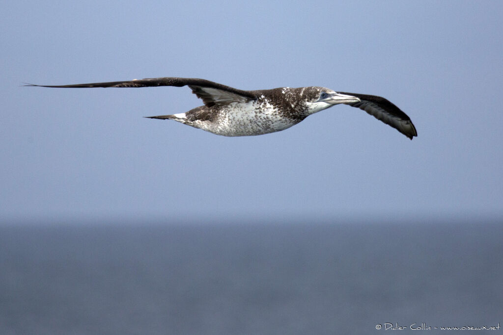 Northern GannetSecond year, Flight