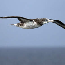 Northern Gannet