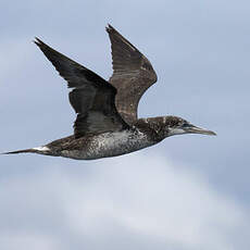 Northern Gannet