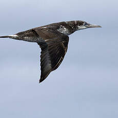 Northern Gannet