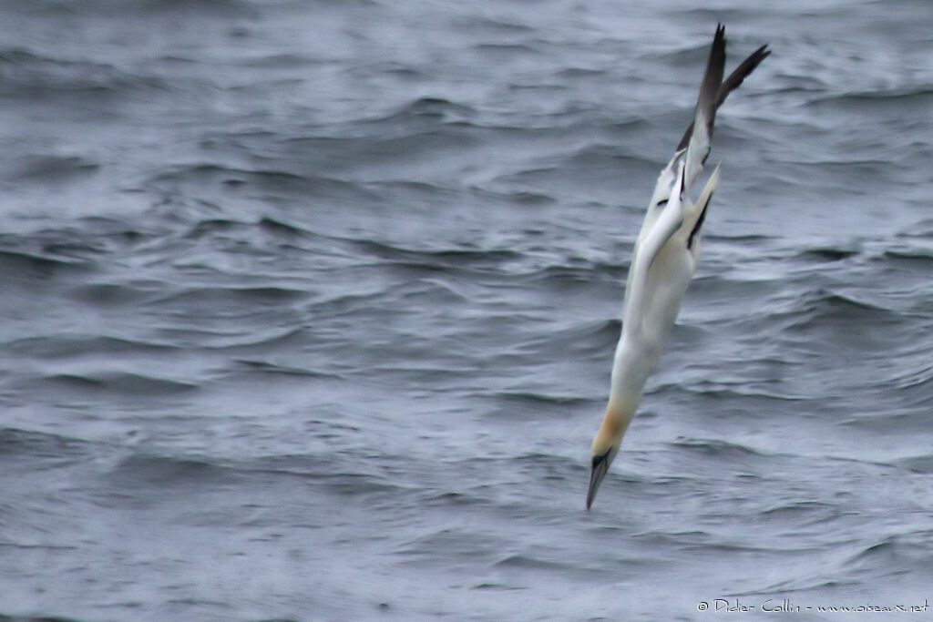 Northern Gannetadult, Behaviour