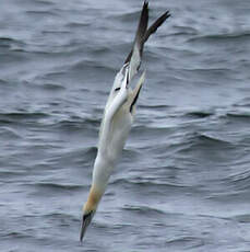 Northern Gannet