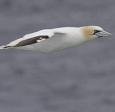 Northern Gannet