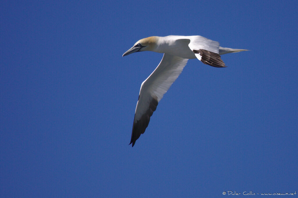 Northern Gannetadult breeding, Flight