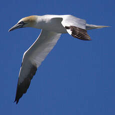 Northern Gannet