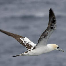 Northern Gannet