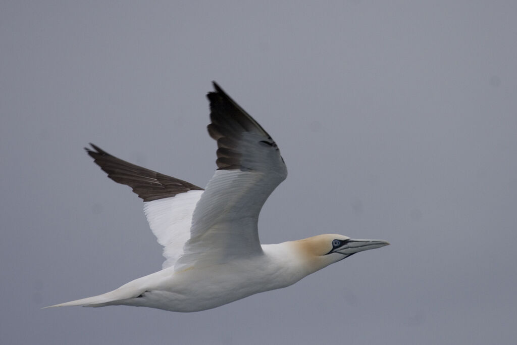 Northern Gannet, identification