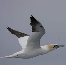 Northern Gannet