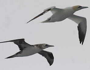 Northern Gannet