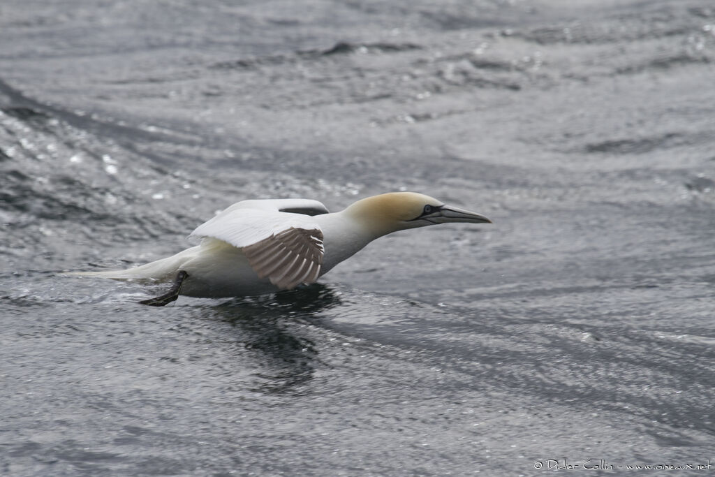 Northern Gannet