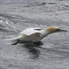 Northern Gannet