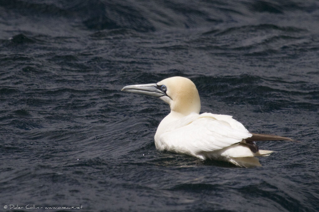 Northern Gannet