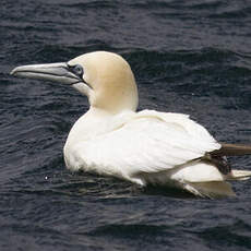 Northern Gannet