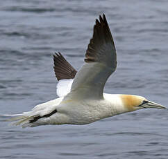 Northern Gannet