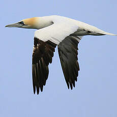 Northern Gannet