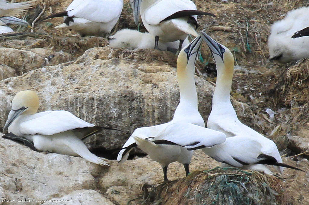 Northern Gannetadult, courting display, Behaviour