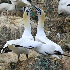 Northern Gannet