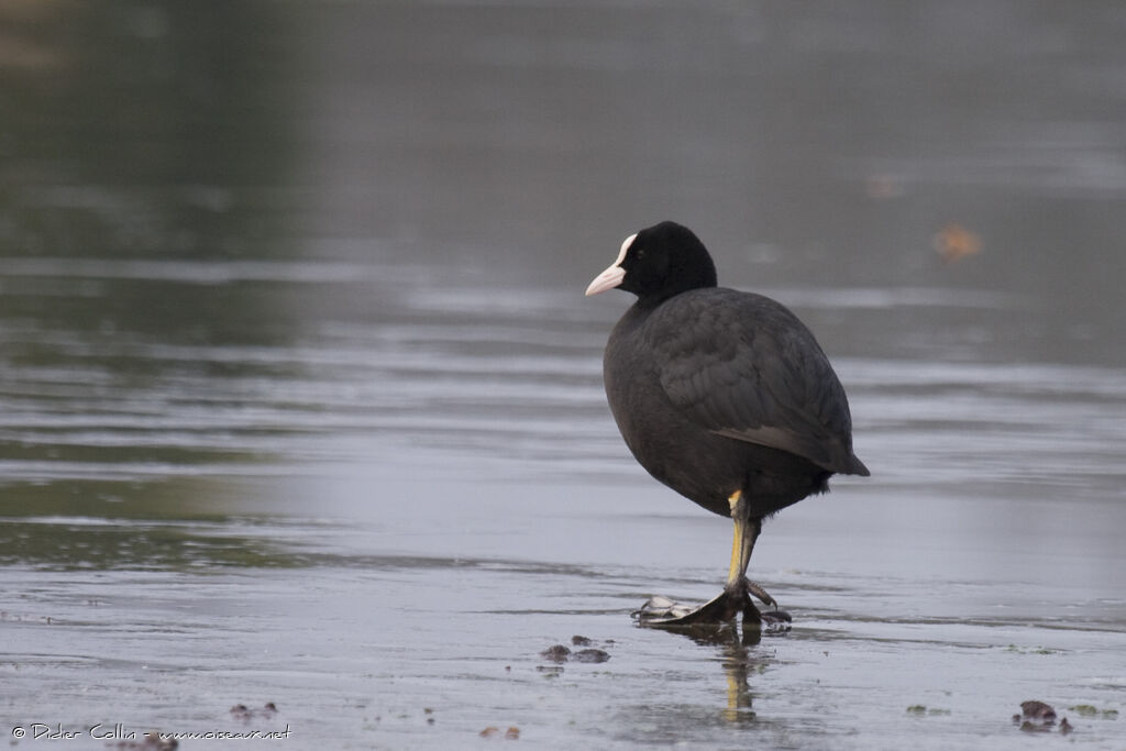 Eurasian Cootadult, Behaviour