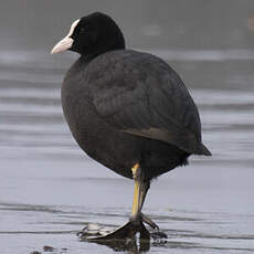 Eurasian Coot