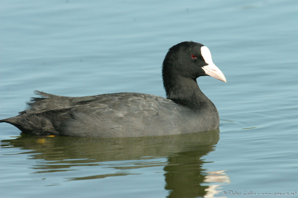 Foulque macroule, identification