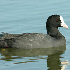 Eurasian Coot