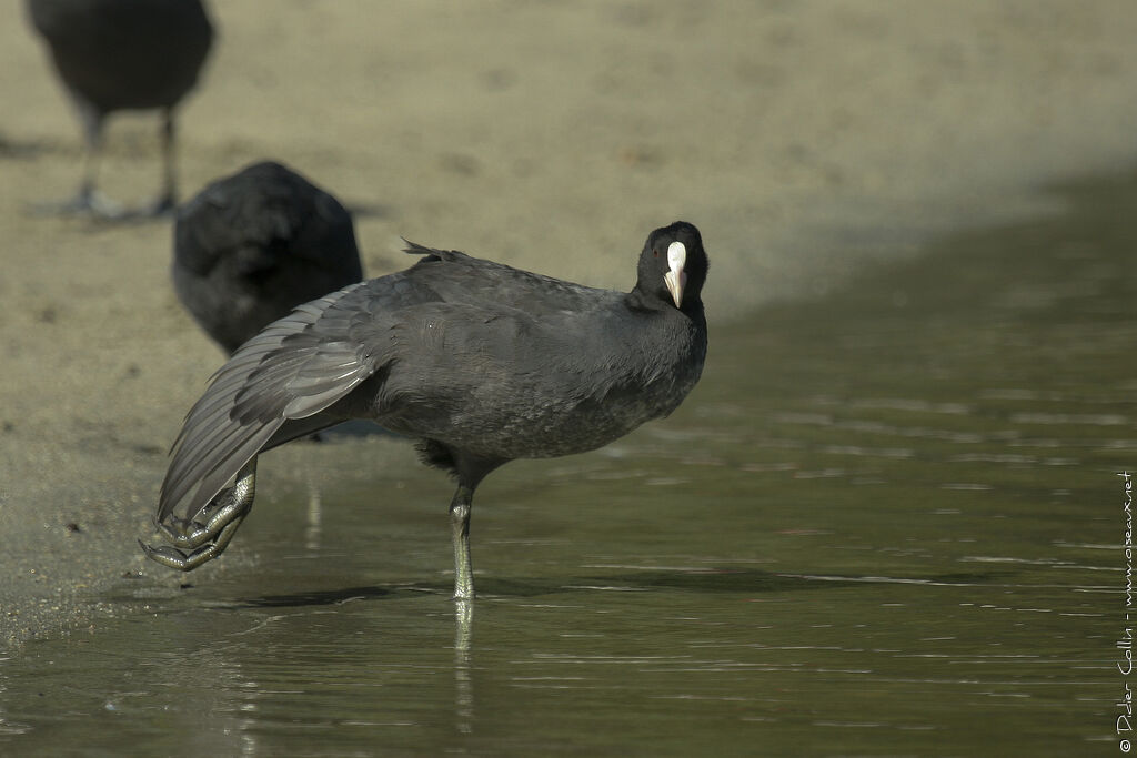 Eurasian Cootadult, Behaviour