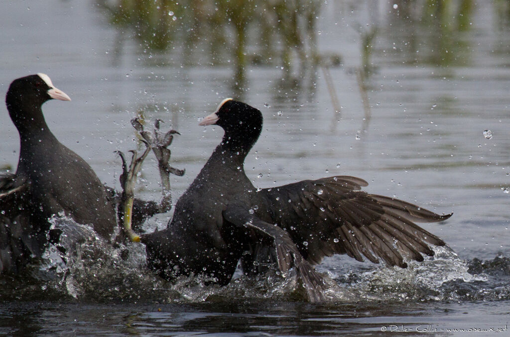 Eurasian Cootadult, Behaviour