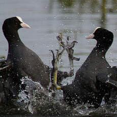 Eurasian Coot