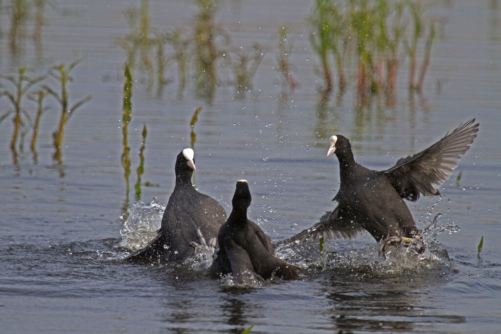 Eurasian Cootadult, Behaviour