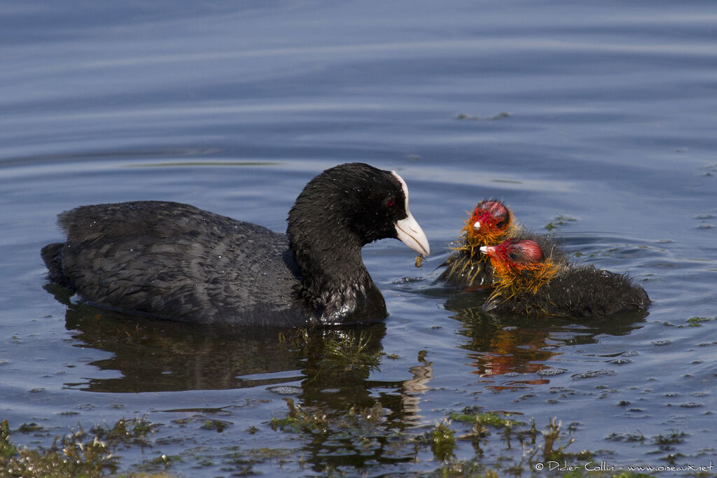 Eurasian Coot, Reproduction-nesting