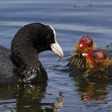 Eurasian Coot