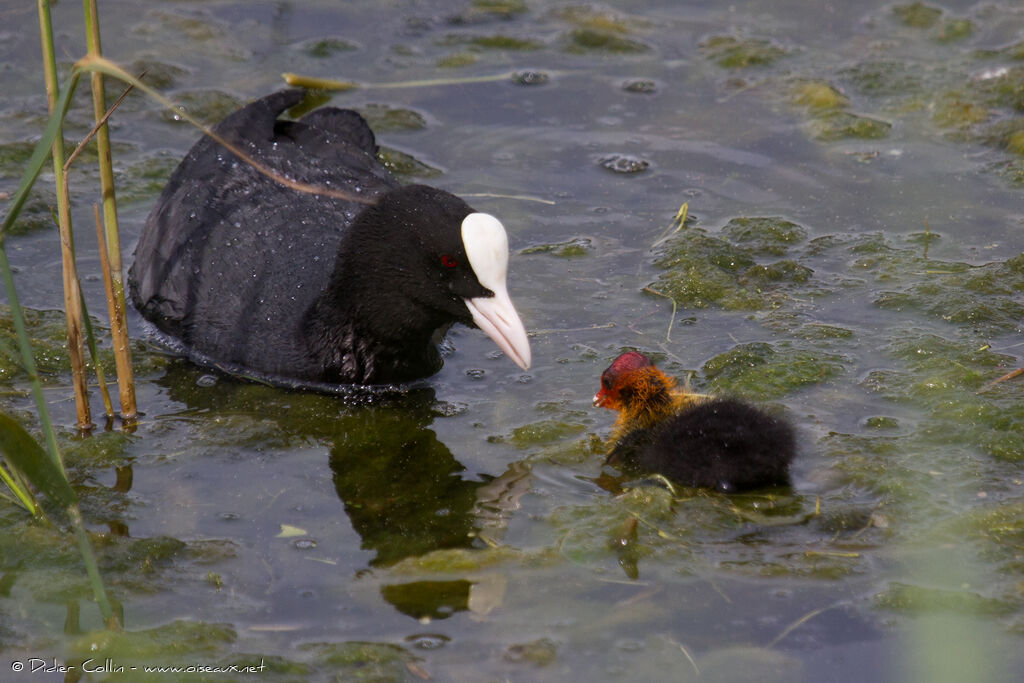 Eurasian Coot, Behaviour