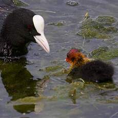 Eurasian Coot