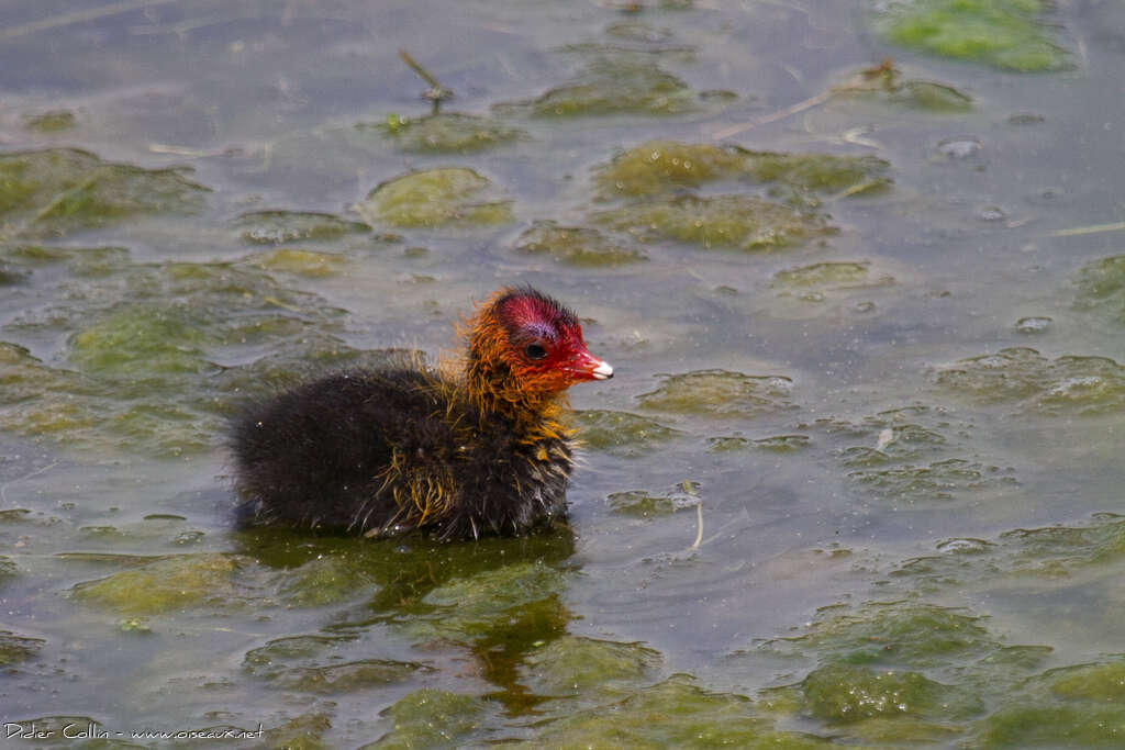 Eurasian CootPoussin, pigmentation, swimming