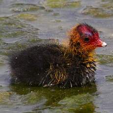 Eurasian Coot