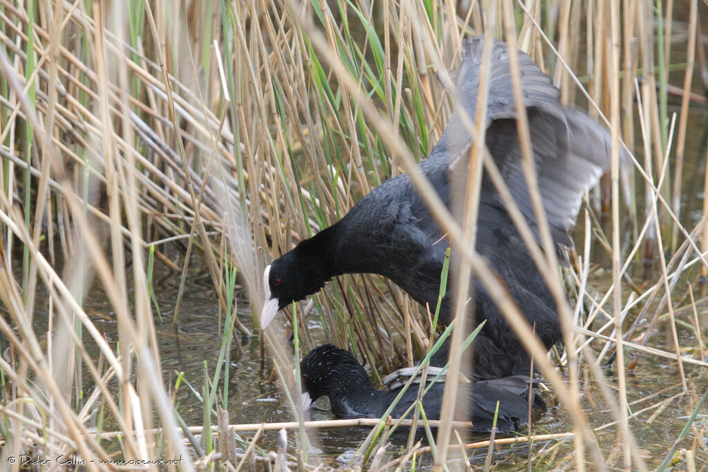 Foulque macrouleadulte nuptial, accouplement.