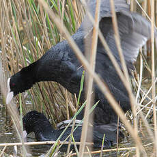 Eurasian Coot